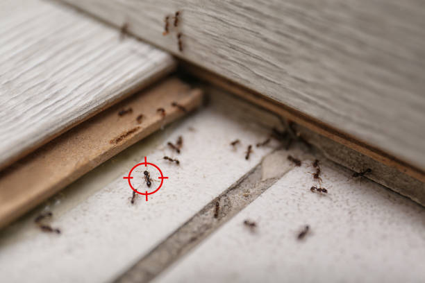 Best Emergency Pest Control  in Arlington, WA