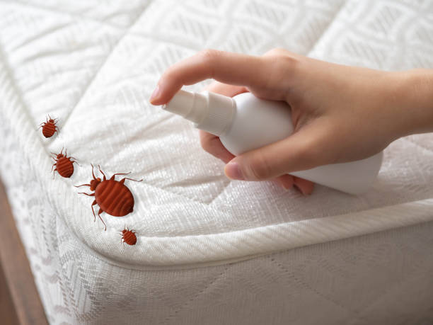 Spider Control Near Me in Arlington, WA